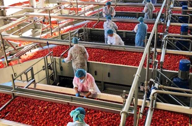 Мощности астраханских перерабатывающих предприятий выросли до 550 тыс. тонн, хранилищ  - до  233 тыс. тонн