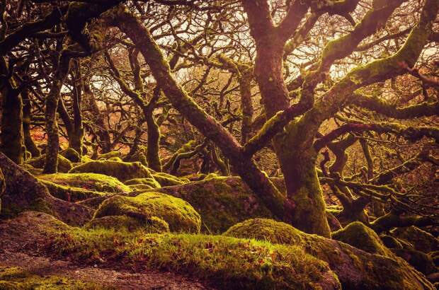 Вистманский лес, Англия красивые места, мир, природа, путешествия, сказка