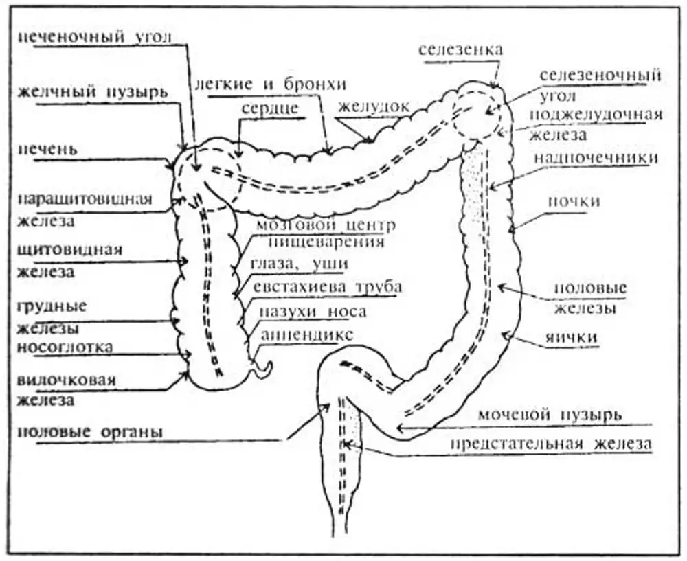 Сфинктеры толстой кишки схема