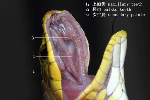 Зубы ужа фото (вид - Rhabdophis subminiatus)