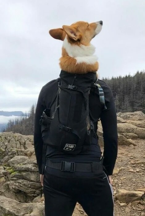 Анубис Анубис