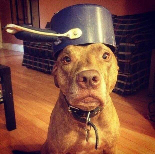 Забавные фотоприколы