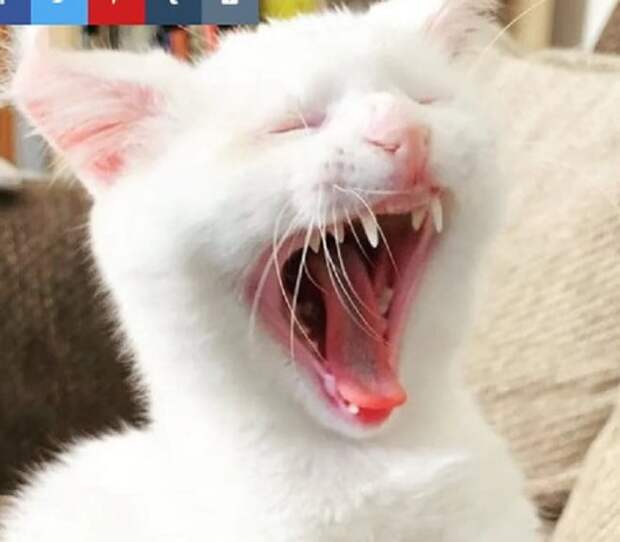 Зевающая кошка Кошка зевает