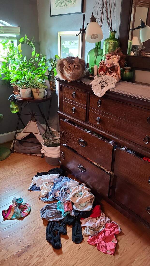 Котики, которые очень плохо себя вели