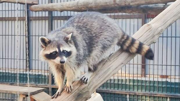 Жительниц Барнаула пригласили бесплатно посетить зоопарк в Международный женский день