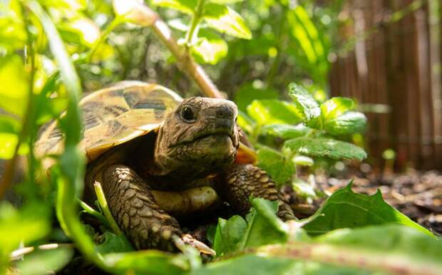В Ленинградском зоопарке пострадала черепаха Бэзил