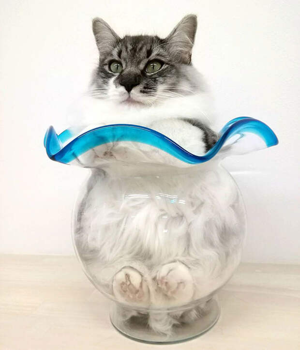 кот в вазе