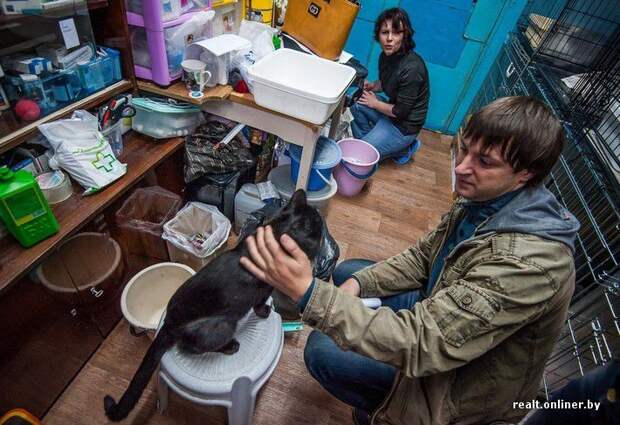 кошка, приют, Минск, волонтеры