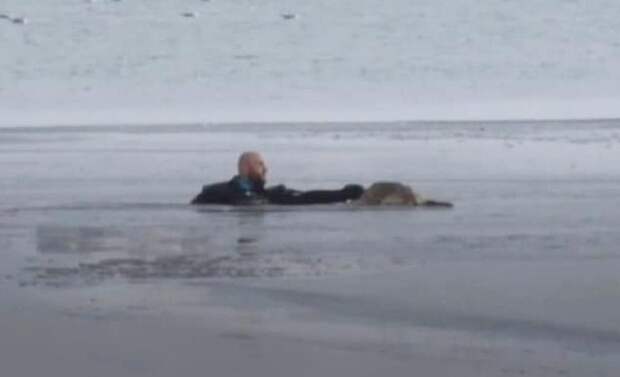Несчастная собака находилась в ледяной воде и уже не ждала никакого спасения