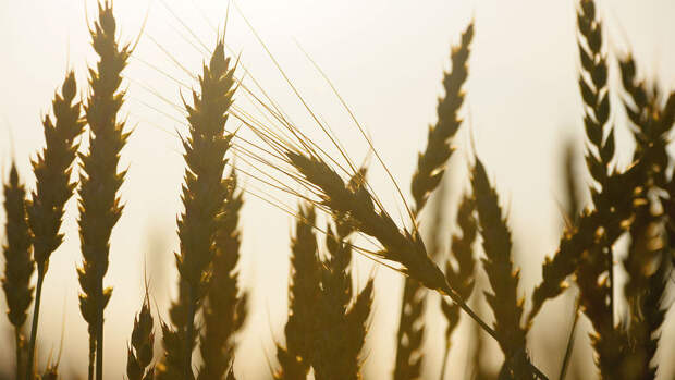 Стоимость пшеницы на бирже выросла до максимума с августа 2023 года