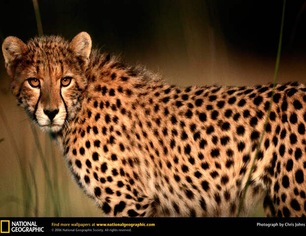 Большие кошки в объективе National Geographic
