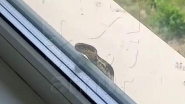 Прокуратура Приморского края заинтересовалась змеей в школе