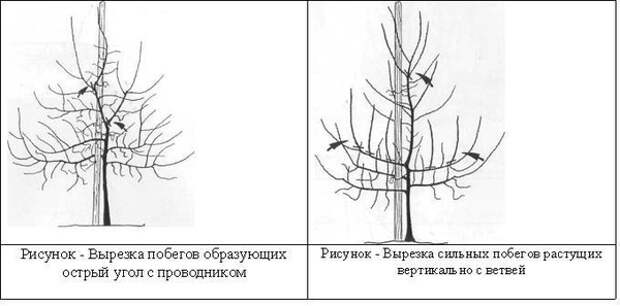 формирование кроны груши