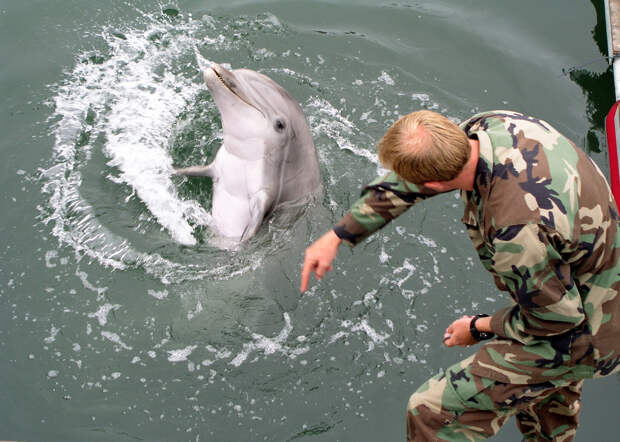 Боевой дельфин программы U.S. Navy Marine Mammal Program. Фото © Wikipedia