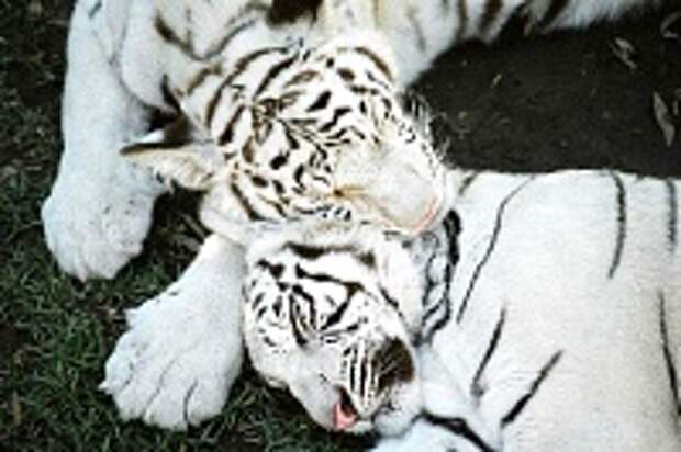 Белые тигры 29