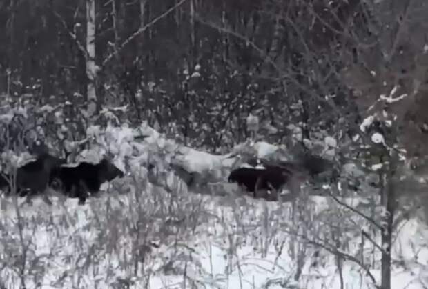 Семью лосей, прогуливающихся по лесу, заметили в Воротынском районе