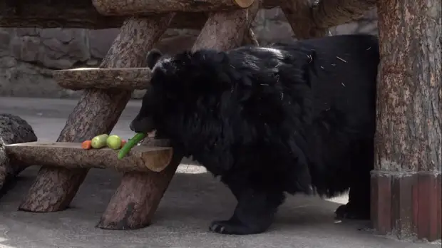 В центре столицы есть медведи, которые уже проснулись и скоро пойдут гулять