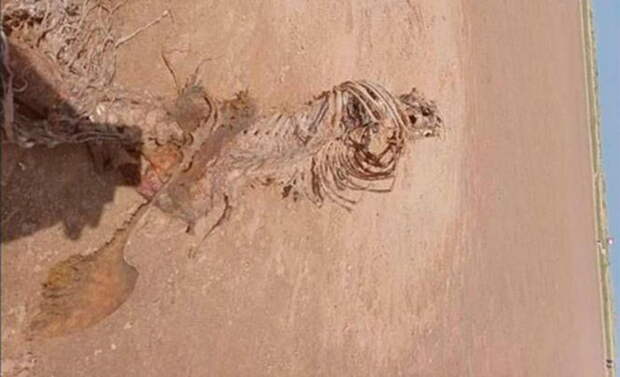Женщина нашла скелет русалки в Мерисайд