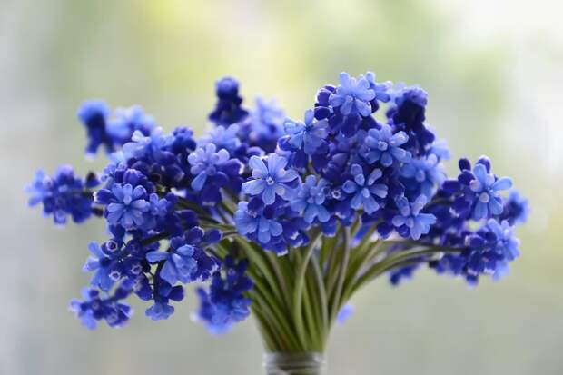flowers-bouquet-blue-muscari-1388945-flo