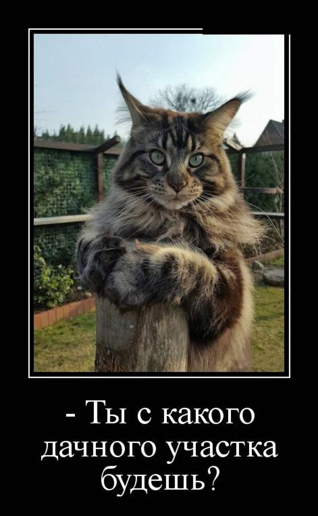 Демотиваторы (30 фото) Демотиваторы (30 фото)