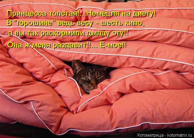 Котоматрица: Принцесса толстая!...Немедля на диету! В "горошине" ведь весу - шесть кило, а вы так раскормили дылду эту!! Она ж меня раздавит!!... Е-мое!!
