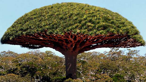 25 самых странных деревьев