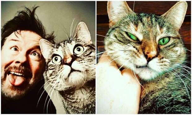 Актер Рики Джервейс думал взять кошку на передержку, но та изменила его планы
