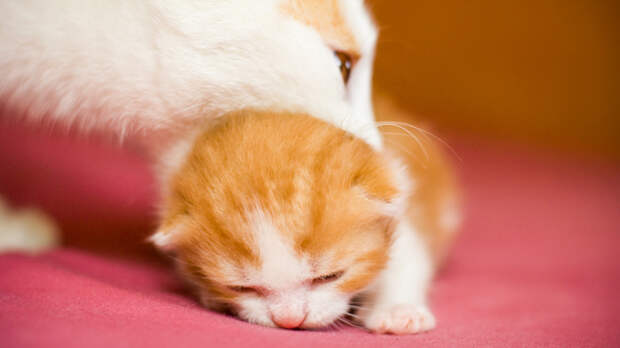 Темная сторона материнства — детоубийство: зачем кошки съедают своих котят