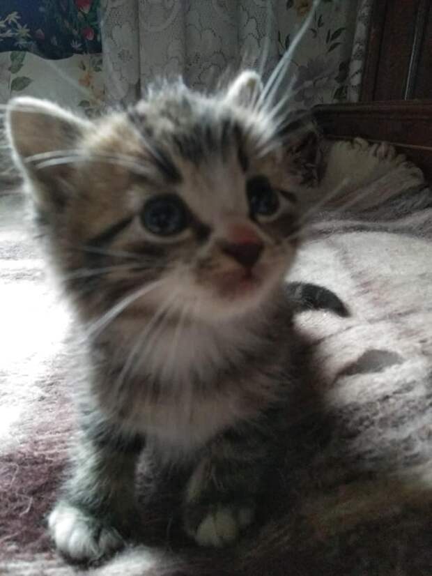 котёнок в доме