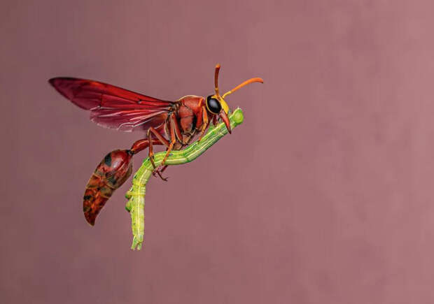 Лучшие снимки в конкурса Wildlife Photographer of the Year 2025