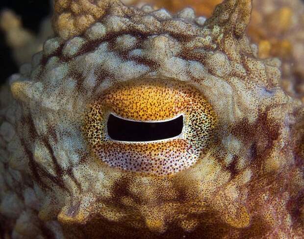 Удивительные факты о животных Удивительные факты о животных