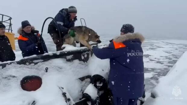 Военный буксир спас двух замерзших собак на льдине у берегов Камчатки