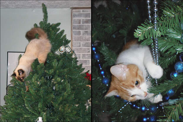 А вы поставили елку для кота?