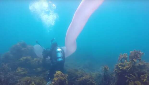 В водах Новой Зеландии дайверы наткнулись на десятиметрового монстра: фото
