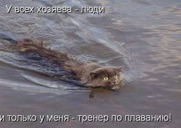Прикольная котоматрица (22 шт)