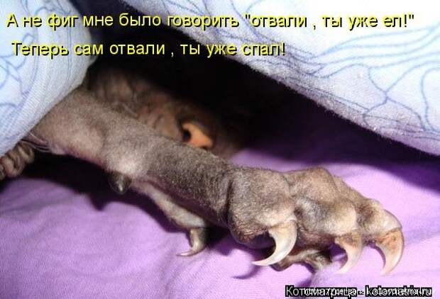 3201191_106658176_kotomatritsa_ (600x409, 148Kb)