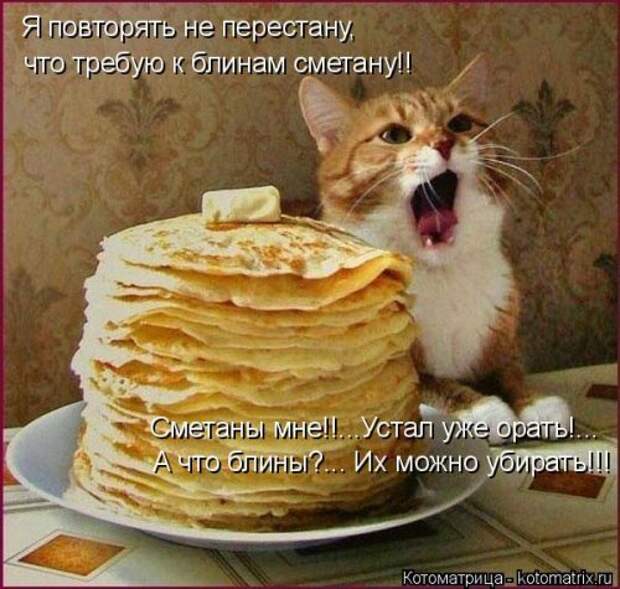 Лучшая котоматрица за неделю (32 фото)