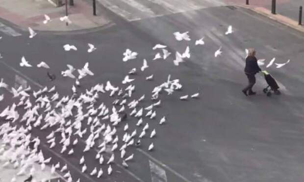 В Испании оголодавшие птицы уже нападают на прохожих
