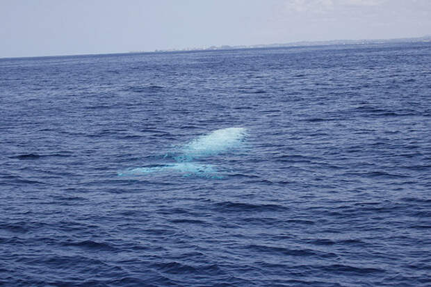 Кит-альбинос