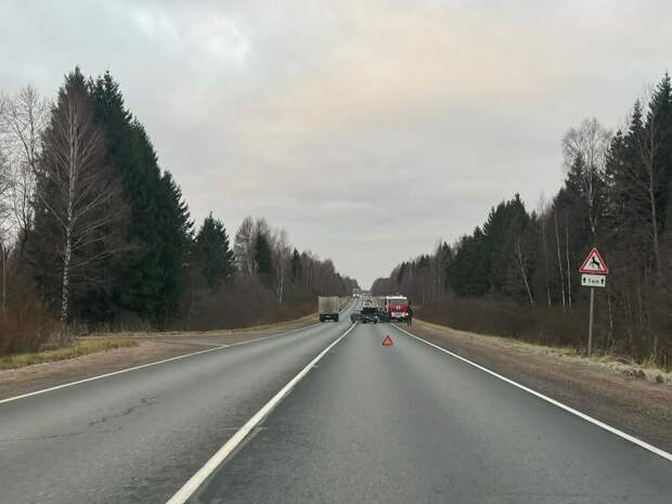 В Тверской области после встречи с лосём пострадали мужчина и ребёнок