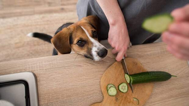 Ветеринар Шеляков объяснил, почему лишний вес опасен для жизни домашних животных