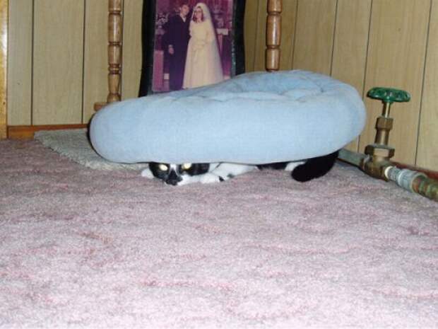 Коты в засаде