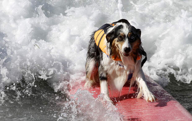 dogssurfing 6 Соревнование по серфингу среди собак