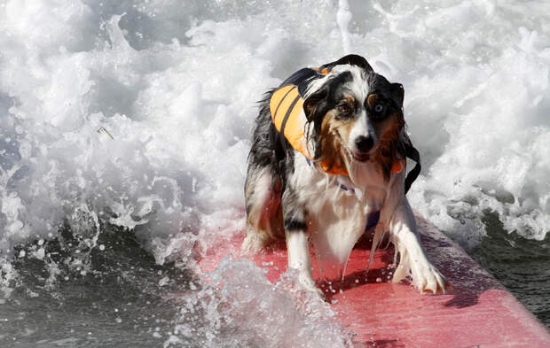 Соревнование по серфингу среди собак dogssurfing 6 Соревнование по серфингу среди собак