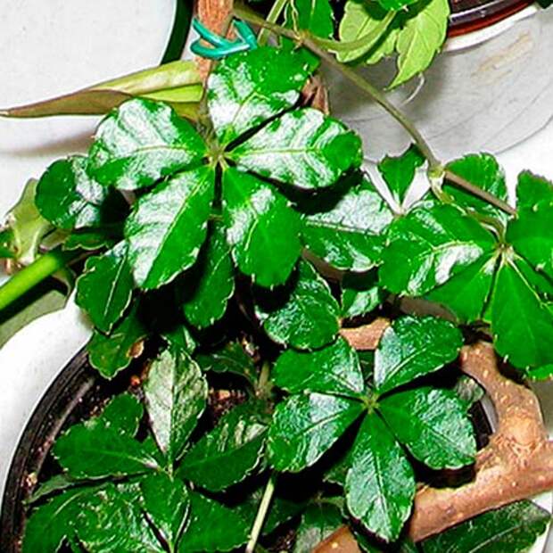 Комнатное растение Партеноциссус (Parthenocissus)