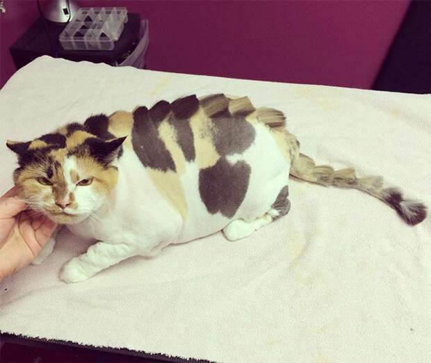 Коты и стрижка под динозавра