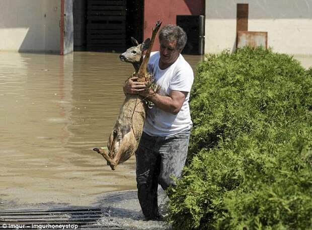 Житель Польши спасает оленя во время наводнения герои, животные, несчастный случай, опасность, спасатели, спасение, уважение, фото