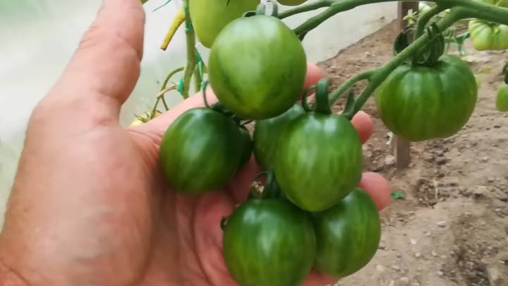 Ускорьте созревание томатов без потери вкуса и аромата. Безопасная подкормка и помощь огороду