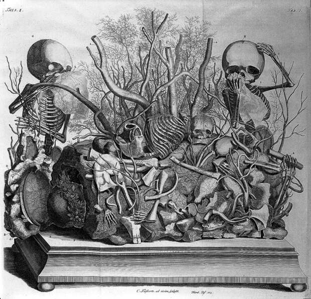 Гравюра из книги Opera omnia anatomico-medic Фредерика Рюйша, 1727 год. | Фото: wellcomeimages.org.