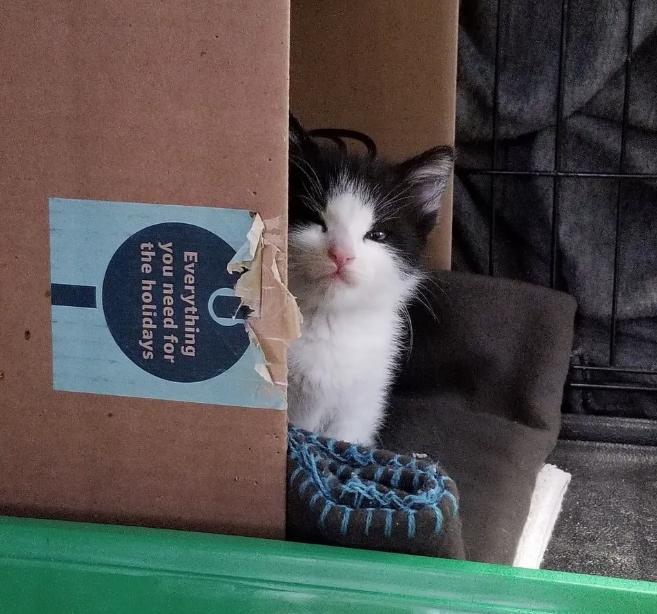 помощь кошкам котенок в коробке